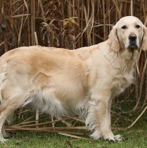 Noch 12 Tage bis zum Wurftermin