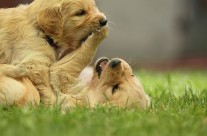 Wurfplanung G – Wurf