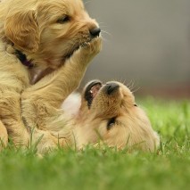 Wurfplanung G – Wurf