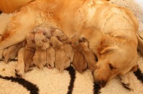 Happy Birthday unserem F Wurf