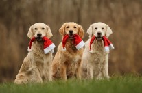 Merry Christmas and a happy new Year