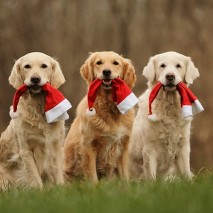 Merry Christmas and a happy new Year