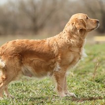 Trächtigkeit Limit 46. Tag