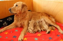 Da ist er unser G Wurf :-)