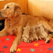 Da ist er unser G Wurf :-)