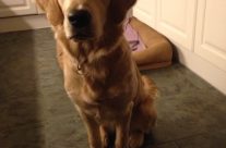 Helouise Lizzy ist vermittelt